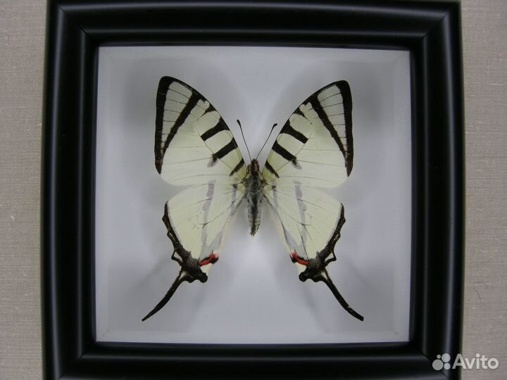 Бабочка в рамке - Graphium antiphates
