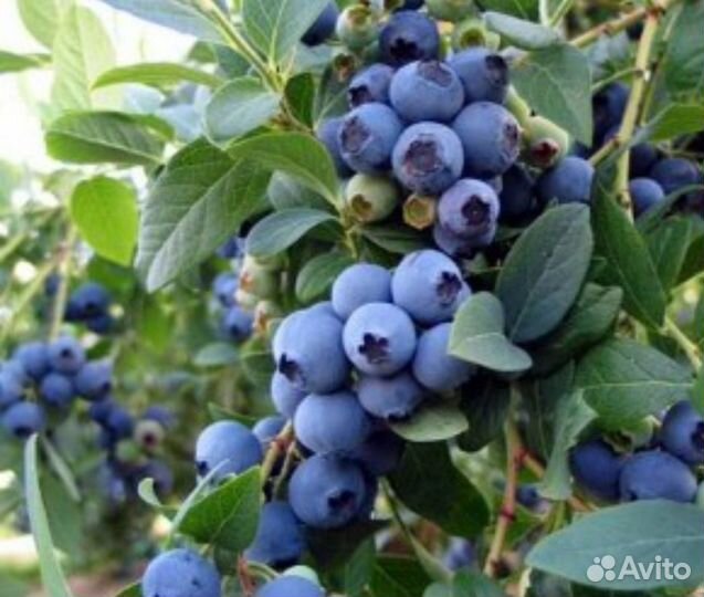 Саженцы голубики