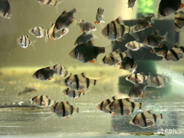 Продам рыба барбусов