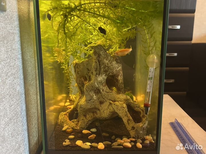Аквариум с рыбками