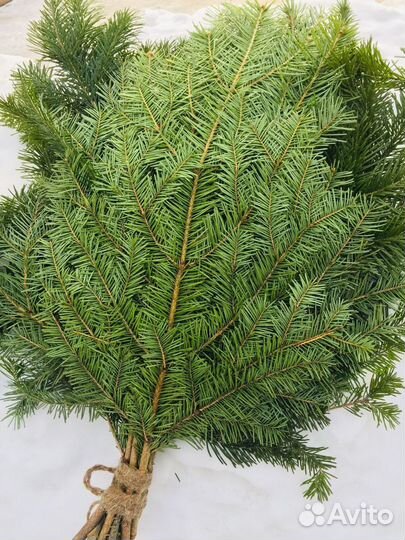 Пихтовые Сибирские душистые венички