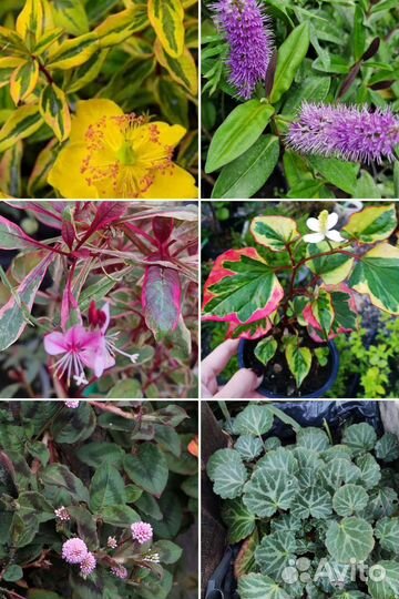 Зверобой,камнеломка, горец,гаура,хебе,хаутюния