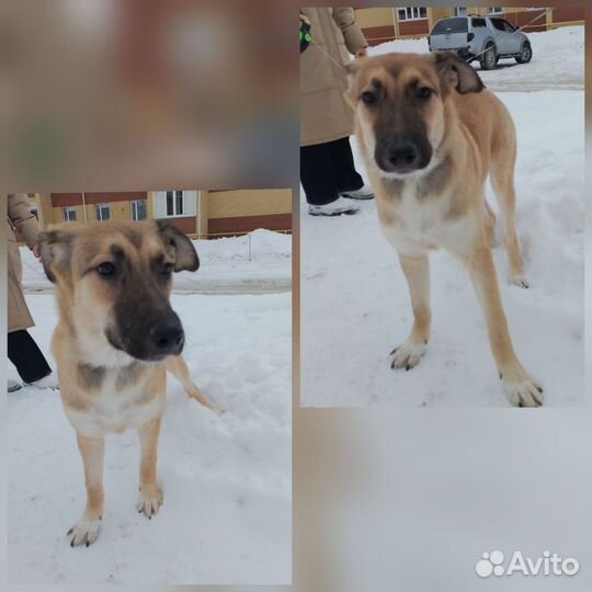 Щенки ищут дом