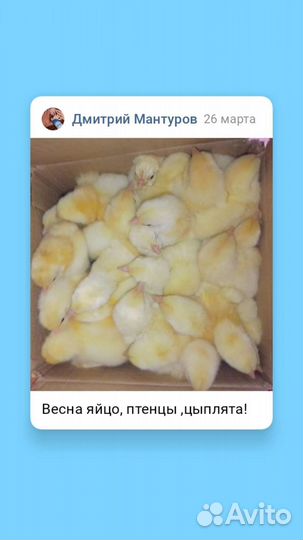 Цыплята бройлеров