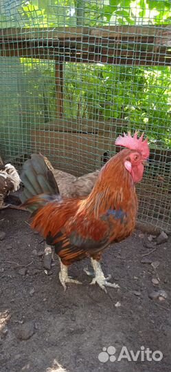 Петухи бентамки (карликовые)