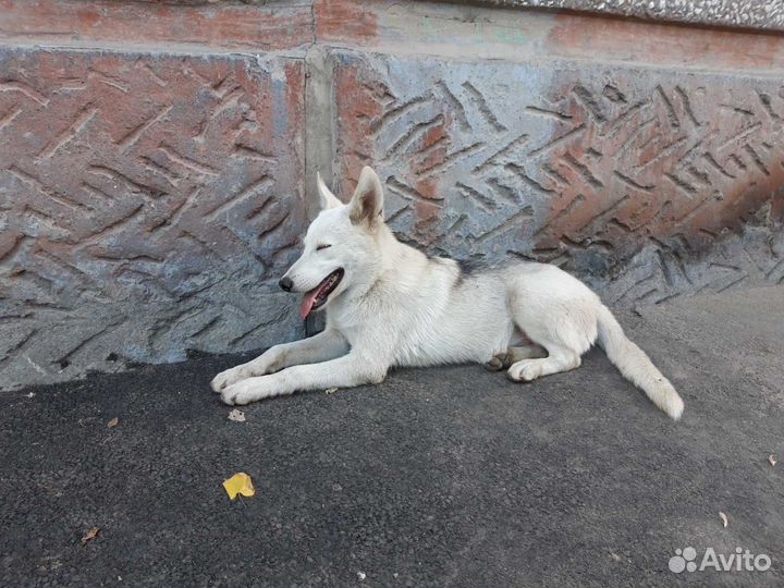 Собака в добрые руки отдам бесплатно