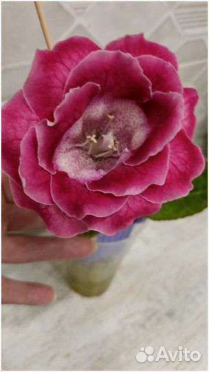 Комнатные растения цветы