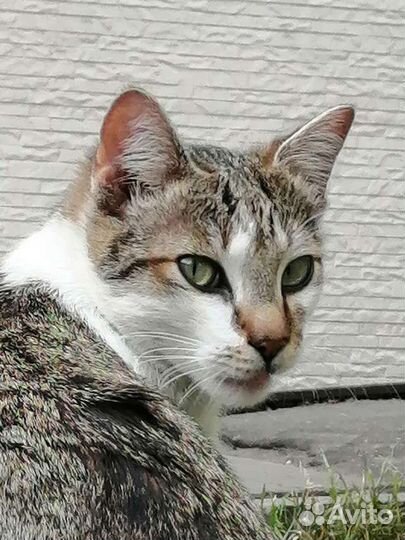 Домашний котёнок