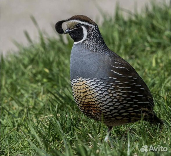 Калифорнийская перепелка