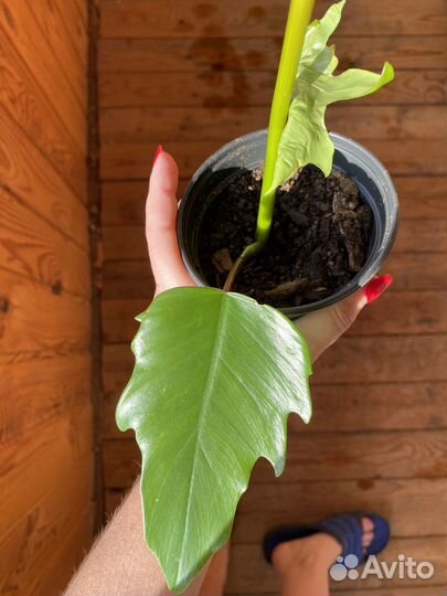 Цветы домашние в горшках