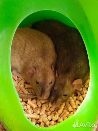 Крыса дамбо