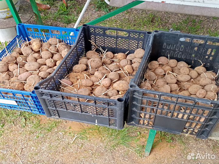 Семенной картофель