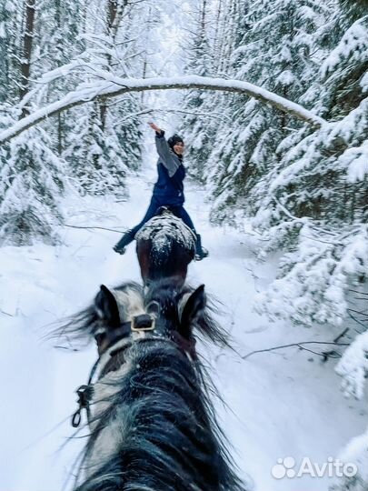 Конные прогулки