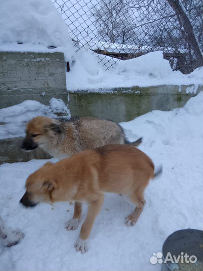 Отдам бесплатно