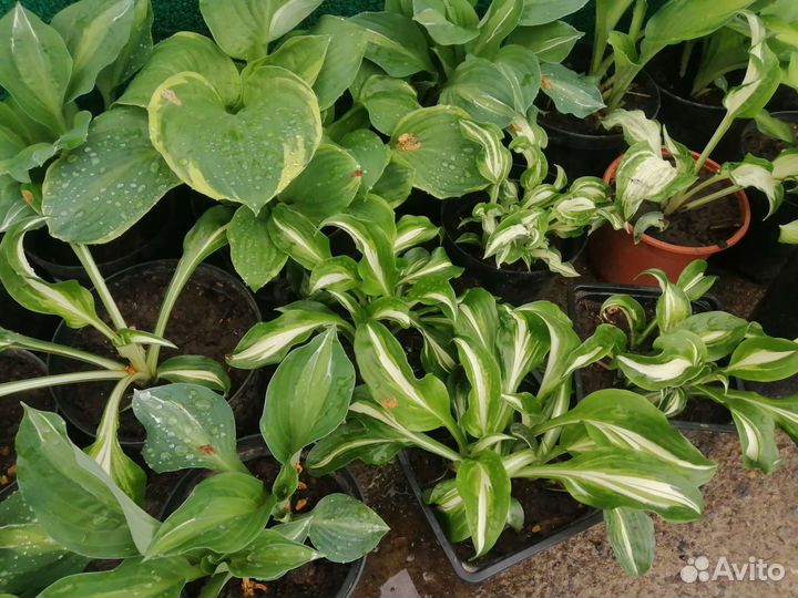 Хоста растение