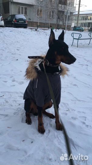 Одежда для собак