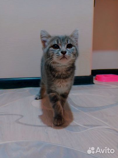Британская кошечка