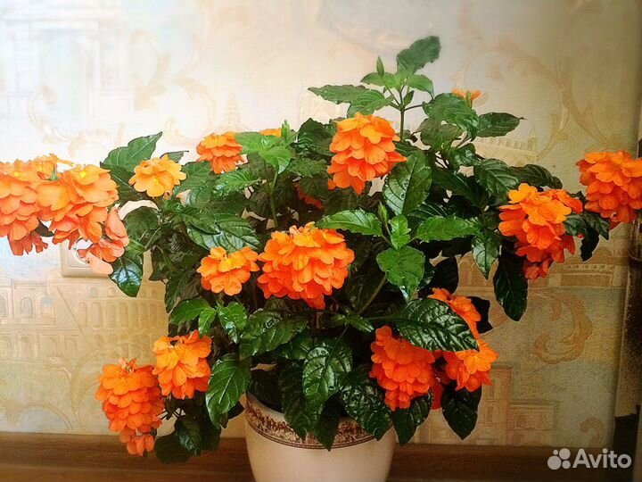 Кроссандра. Герань