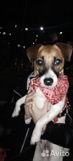 Вязка,случка Джек рассел терьер