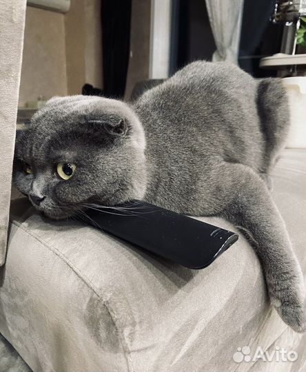 Кошка британская вислоухая бесплатно