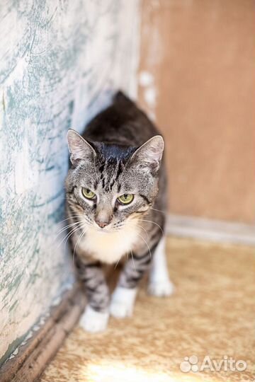 Барсик,молодой котик