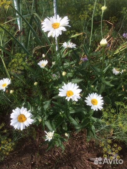 Декоративные кустарники