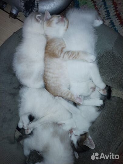 Котята малыши в дар