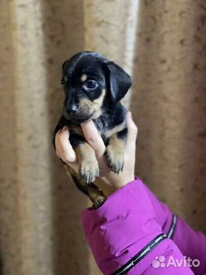 Такса щенки