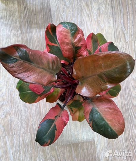 Филодендрон Блек кардинал вариегатный