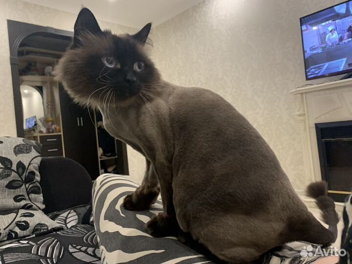 Стрижка кошек за 15-25 минут - груминг