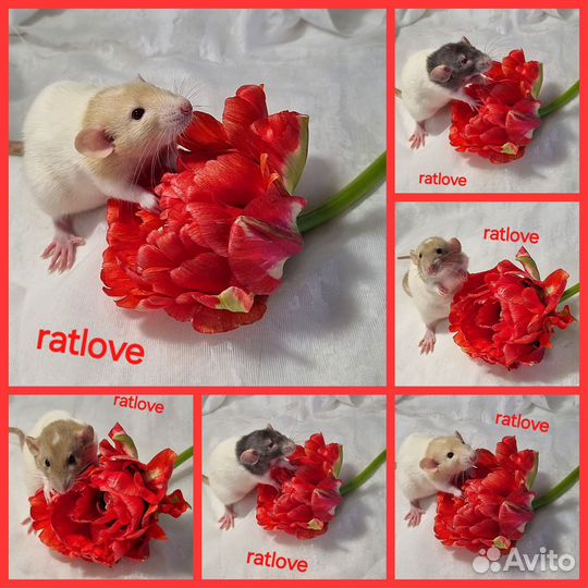 Крысята питомник девочки