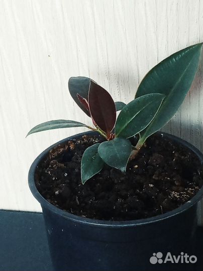 Фикус мелани