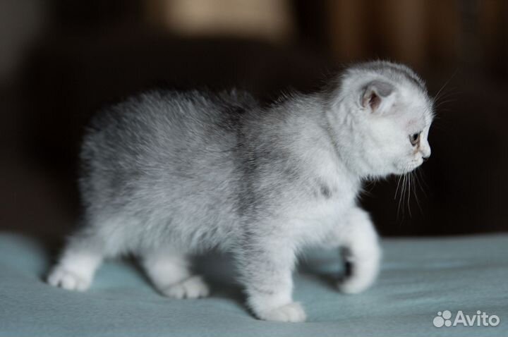 Шотландские вислоухие котята