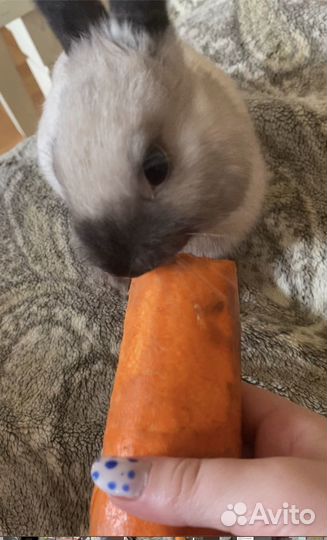 Карликовый кролик