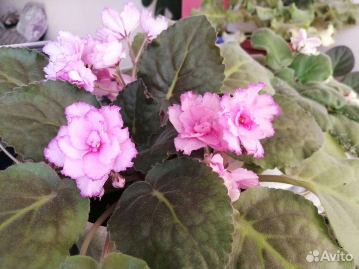 Листики фиалок