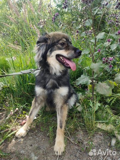 Собака подросток Ушки плюшки