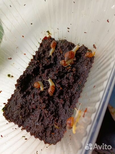 Ахатинская улитка