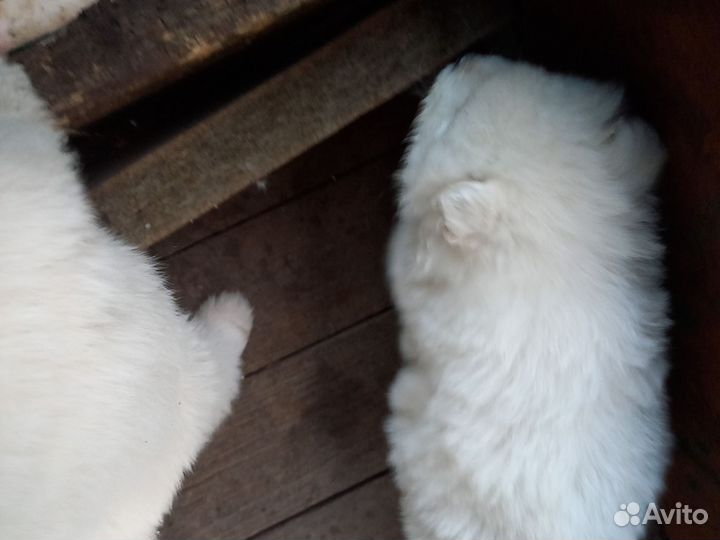 Самоедская лайка щенки