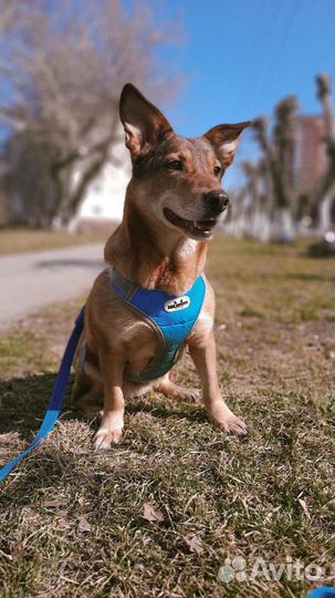 Собака Лэйси