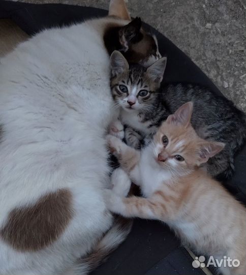 Котята в добрые руки бесплатно