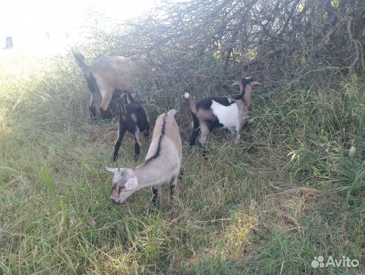 Козы и козлята