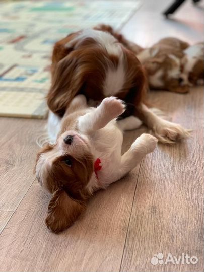 Кавалер кинг чарльз спаниель