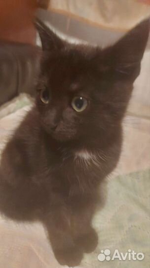 Кошка в дар