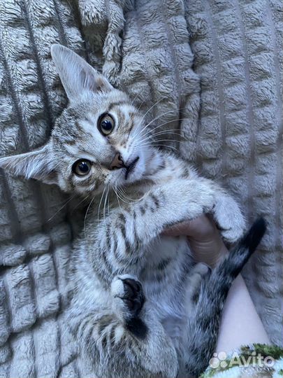 Котенок мальчик