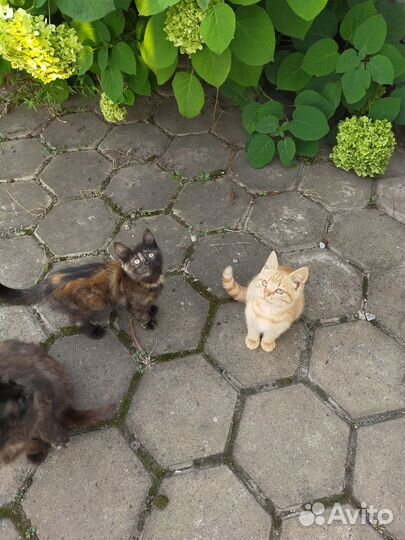 Котята в добрые руки
