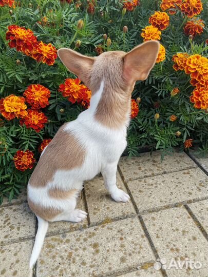 Чихуахуа девочка