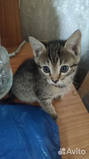 Котята в добрые руки бесплатно