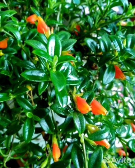 Гипоцирта. Обмен