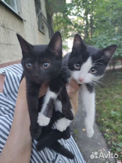 Котята в дар