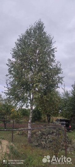 Обрезка плодовых деревьев